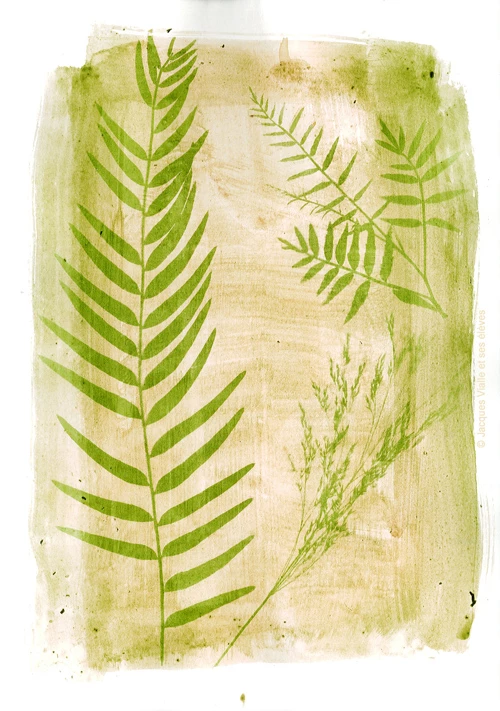 "Anthotypes des plantes à la photographie", atelier de l'artiste Margaux Szymkowicz