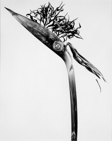 Joan Fontcuberta, "Giliandria Escoliforcia" de la série : "Herbarium", 1984. Virage au sélénium, épreuve gélatino-argentique, 49 × 39 cm. Collection du Cnap en dépôt au Mrac Occitanie, Sérignan. Crédit photo : Yves Chenot © Adagp, Paris / Cnap